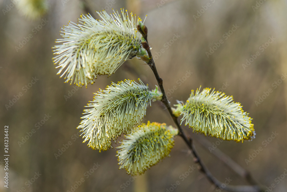 Fluffy catkins on the pussy-willow branch close up Fluffy catkins on the pussy-willow branch close up