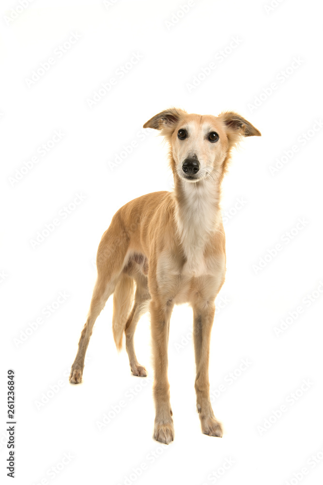 Longhaired whippet dog standing on a white background Longhaired whippet dog standing on a white background