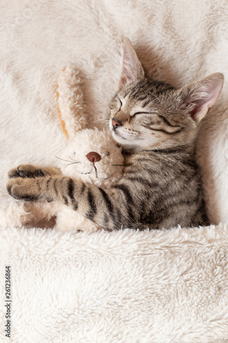 Kitten sleeping with a toy bunny on bed on creamy blanket