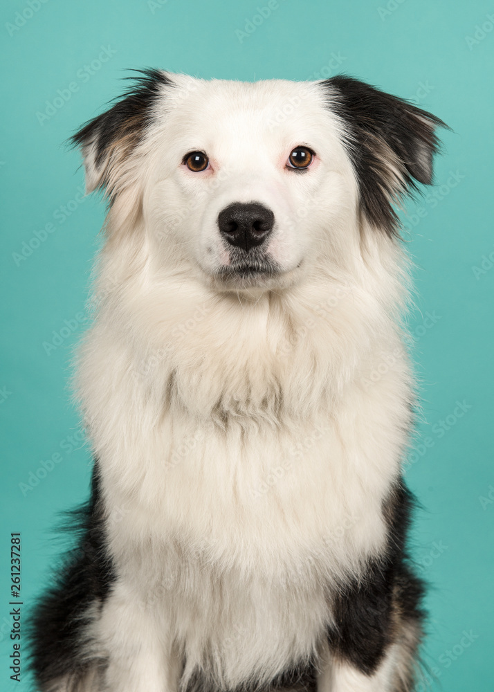Portrait of a black and white australian shepherd looking at the camera on a turquoise blue background Portrait of a black and white australian shepherd looking at the camera on a turquoise blue background