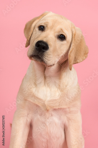 Portrait of a cute labrador retriever puppy on a pink background in a vertical image