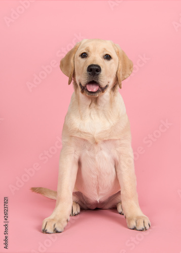 Blond labrador retriever looking at the camera sitting on a pink background with mouth open