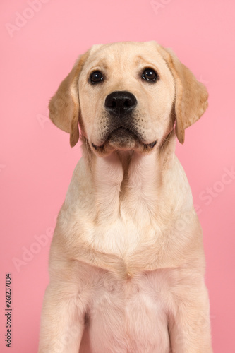 Portrait of a cute labrador retriever puppy looking up on a pink background in a vertical image