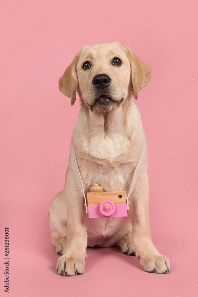 Cute blond labrador retriever with a toy wooden camera on a pink background Cute blond labrador retriever with a toy wooden camera on a pink background