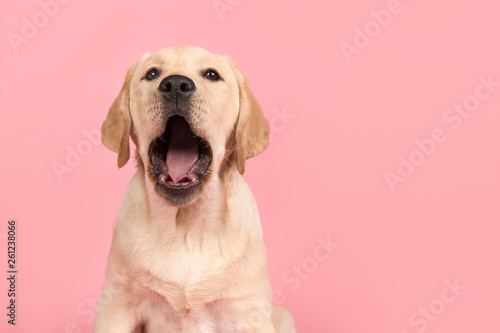 Portrait of a cute labrador retriever puppy with mouth open, yawning on a pink background © Elles Rijsdijk