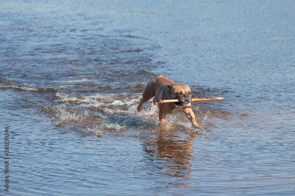 French bulldog running through water with a wooden stick
