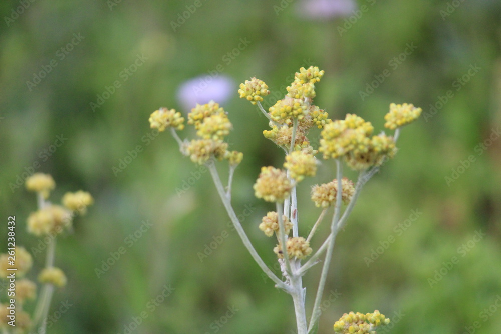 Flower Flower