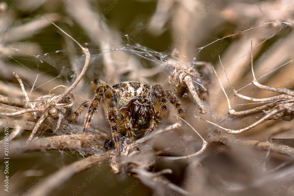 spider in its own web nest on a seasonal plant spider in its own web nest on a seasonal plant