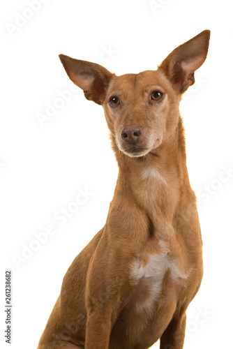 Portrait of a cute podenco andaluz glancing away isolated on a white background