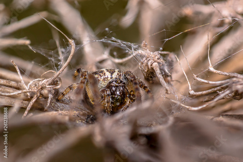 spider in its own web nest on a seasonal plant