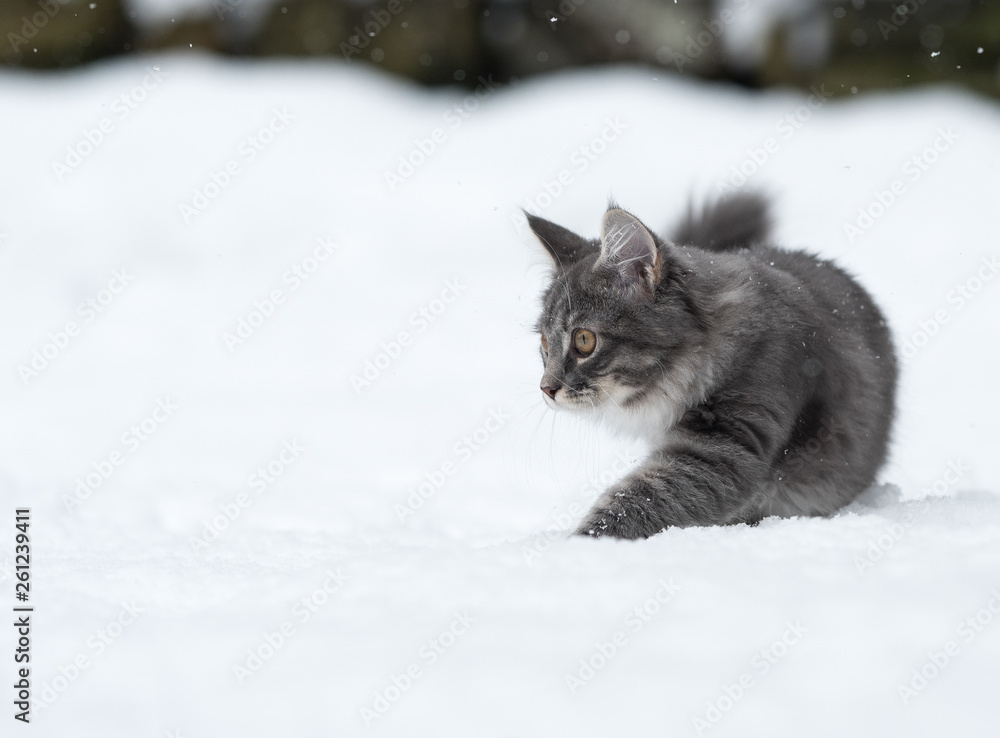 blue tabby maine coon kitten walking in deep snow in the back yard looking to the side blue tabby maine coon kitten walking in deep snow in the back yard looking to the side