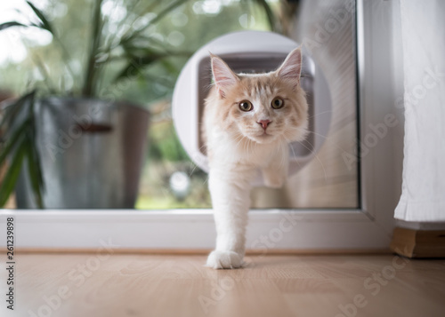 Foto cream tabby maine coon cat passing through cat flap in the window