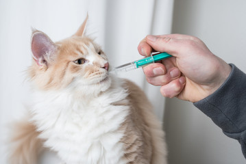 cream colored maine coon cat getting medication into mouth with syringe