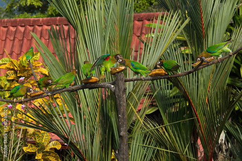 Brown-hooded parrot in Pedacito de Cielo near Boca Tapada in Costa Rica photo