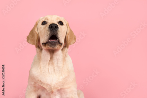 Cute labrador retriever puppy with mouth open as if its is speaking on a pink background