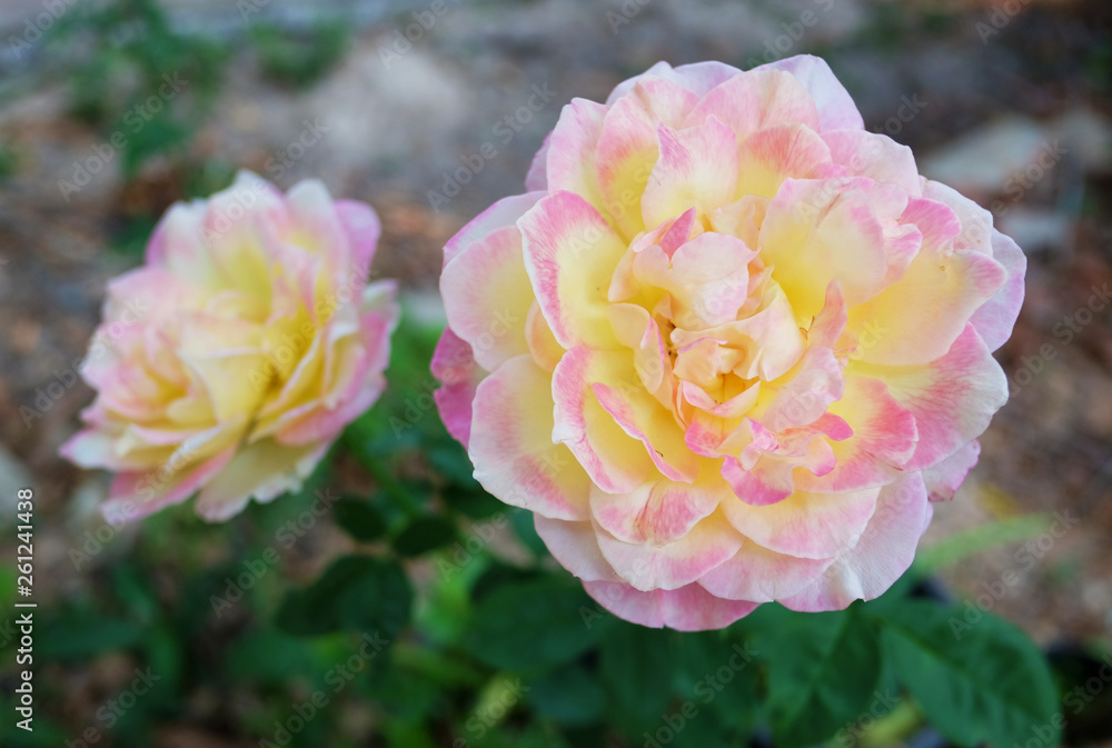 Obraz premium Pink rose