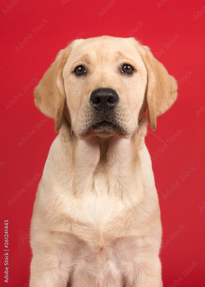 Portrait of a cute labrador retriever puppy on a red background in a vertical image - obrazy, fototapety, plakaty 