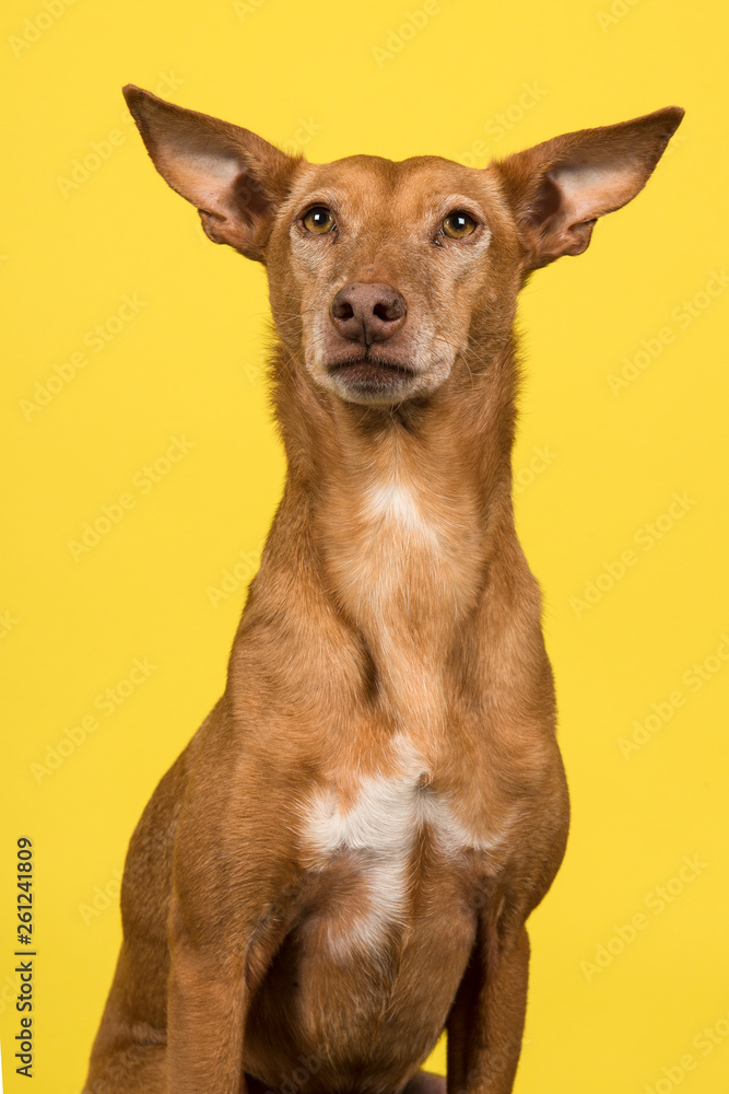 Portrait of a podenco andaluz looking up on a yellow background