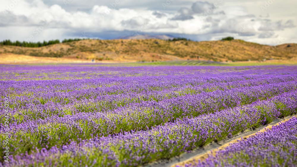 lavender field in New Zealand lavender field in New Zealand