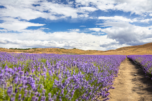 lavender field in New Zealand