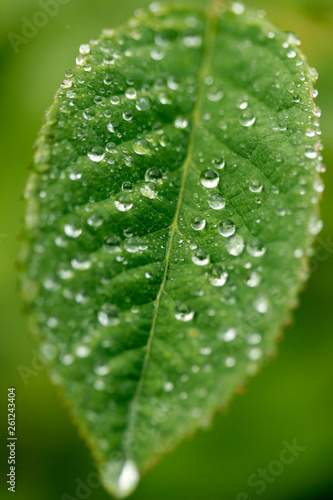 Raindrops on rose leaf.