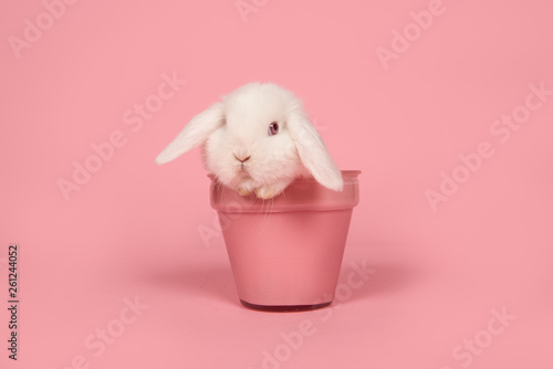 Fotografiet Cute young white rabbit in a pink flowerpot on a pink background