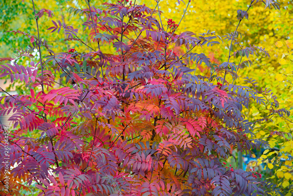 Obraz jarzębina krzew w parku jesienią na tle zielonych drzew