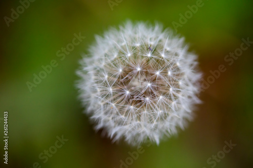 Dandelion