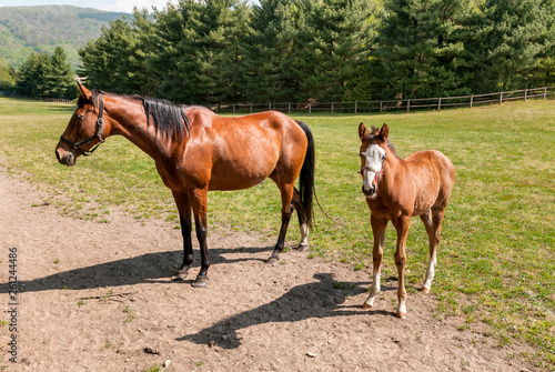 English Thoroughbred foal horse with mare on the field.