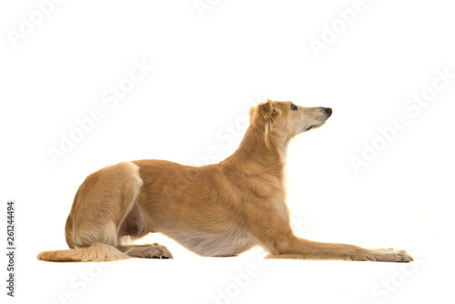 Silken windsprte dog lying down isolated on a white background seen from the side