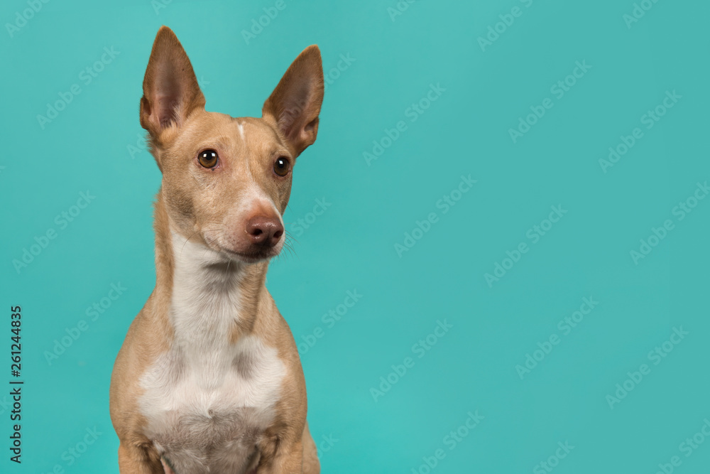 Portrait of a podenco maneto glancing away on a turquoise blue background with space for copy