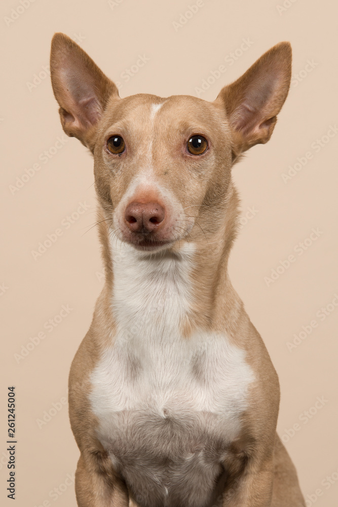 Portrait of a podenco maneto glancing away with ears up on a sand colored background