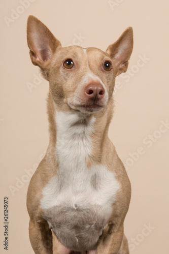 Portrait of a podenco maneto looking up on a sand colored background