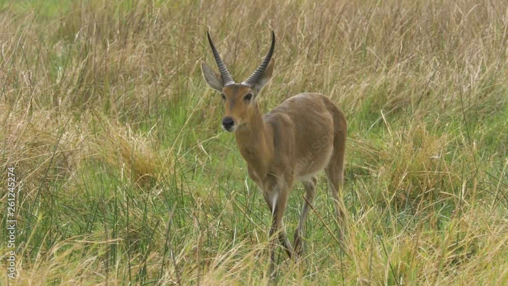 Closeup of a young, male red lechwe calf walking through tall grass towards the camera. Closeup of a young, male red lechwe calf walking through tall grass towards the camera.