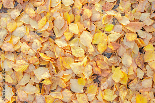 yellow leaves lie on the ground