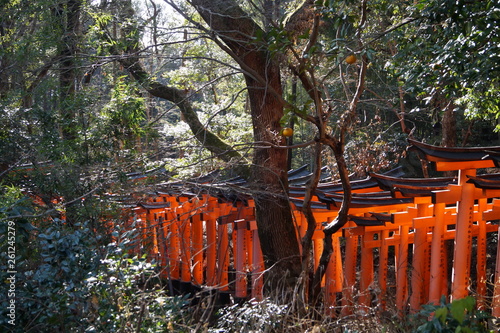 Shin-Inari SHrine Kyoto from above