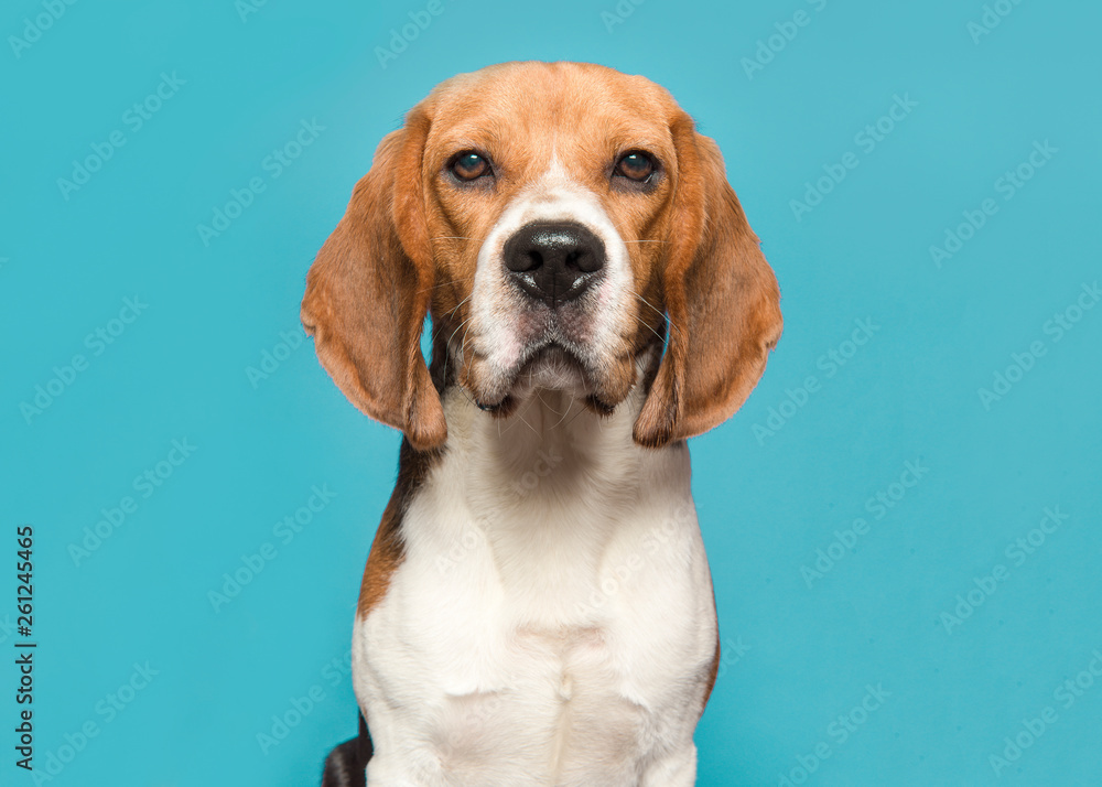 Portrait of a beagle looking at the camera on a blue background in a horizontal image