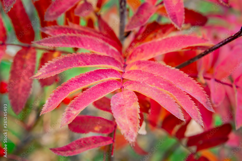 red leaves of rowan on a blurred green background red leaves of rowan on a blurred green background