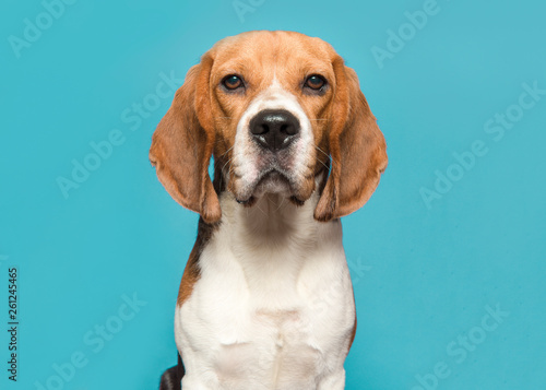 Portrait of a beagle looking at the camera on a blue background in a horizontal image © Elles Rijsdijk