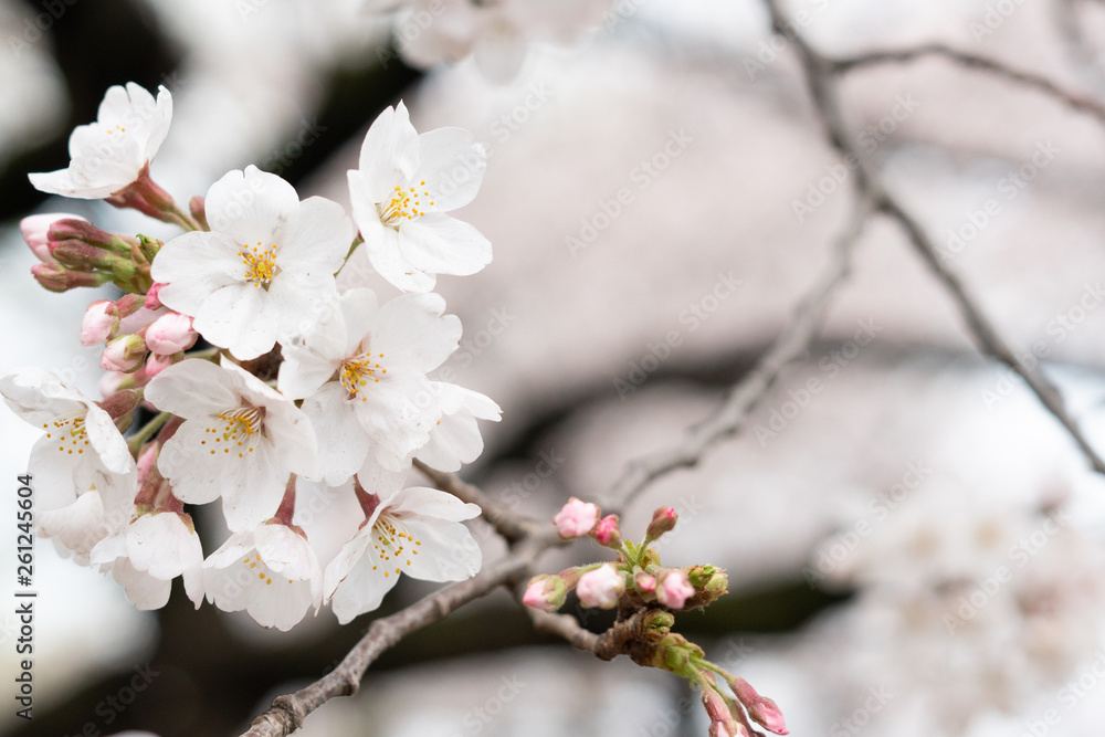 White flower Cherry blossom in japan spring garden park concept for petal pink japanese floral april springtime season, asia romantic outdoor nature tree beautiful view White flower Cherry blossom in japan spring garden park concept for petal pink japanese floral april springtime season, asia romantic outdoor nature tree beautiful view