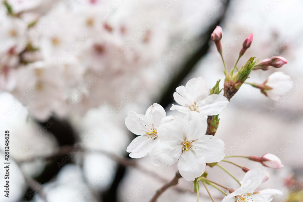 White flower Cherry blossom in japan spring garden park concept for petal pink japanese floral april springtime season, asia romantic outdoor nature tree beautiful view White flower Cherry blossom in japan spring garden park concept for petal pink japanese floral april springtime season, asia romantic outdoor nature tree beautiful view