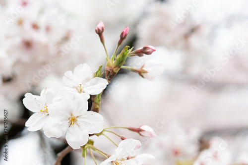 White flower Cherry blossom in japan spring garden park concept for petal pink japanese floral april springtime season, asia romantic outdoor nature tree beautiful view