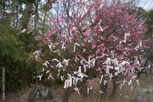 Sakura Japan
