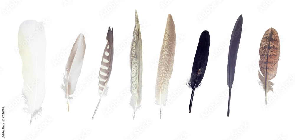 Colorful feathers collection, set from random birds