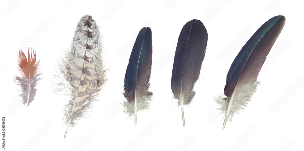 Colorful feathers collection, set from random birds Colorful feathers collection, set from random birds