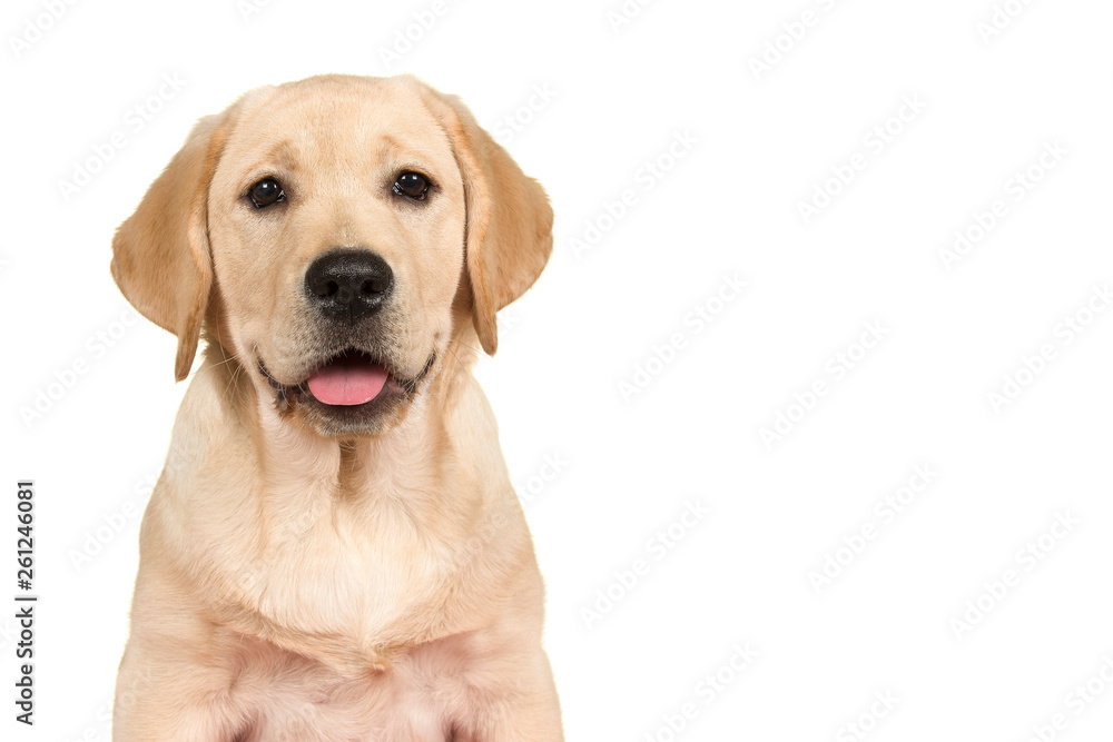 Portrait of a cute labrador retriever puppy looking at the camera isolated on a white background - obrazy, fototapety, plakaty 