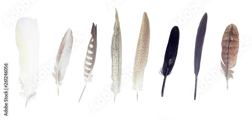 Colorful feathers collection, set from random birds