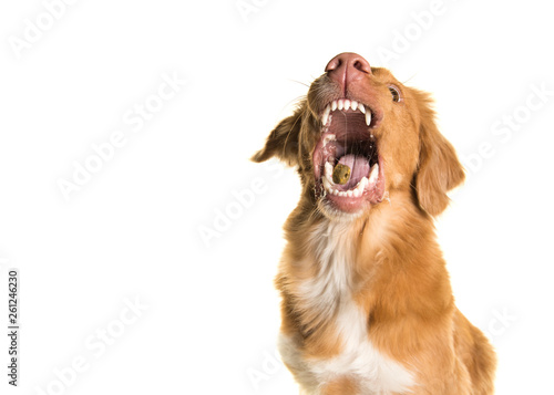 Fototapeta Naklejka Na Ścianę i Meble -  Portrait of a Nova Scotia Duck Tolling Retriever catching a candy with mouth wide open isolated on a white background