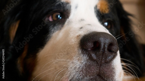 Closeup Portrait of a Bernard mountain dog 