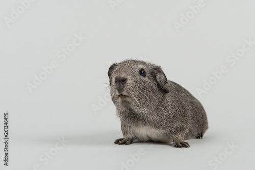 Grey guinea pig on a grey background